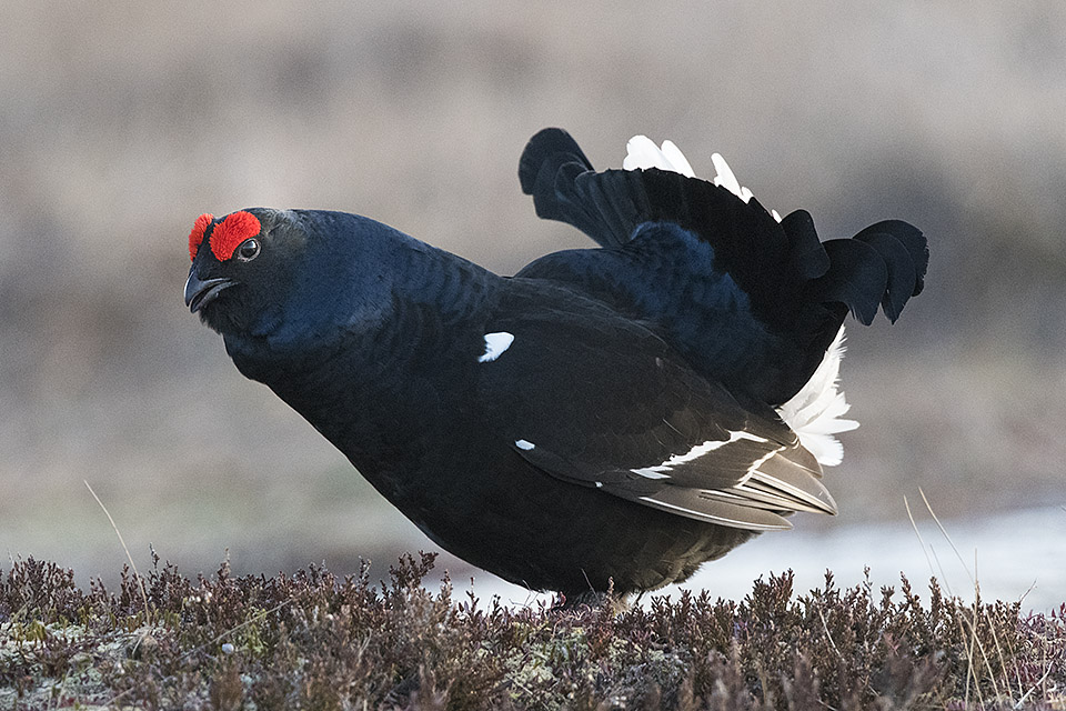 Black grouse lek